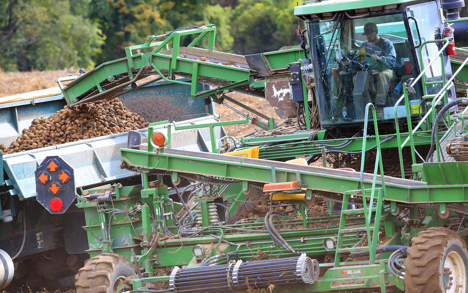 Potatoe harvest